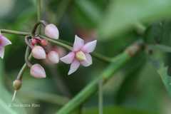 Ardisia solanacea
